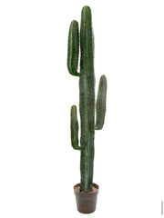 Home Decor - Desert Cactus (CLICK & COLLECT ONLY)